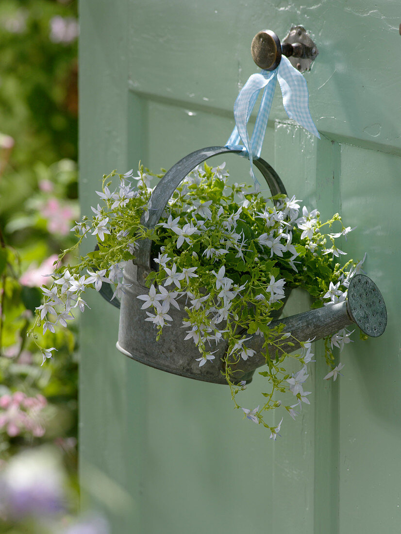 Campanula poscharskyana 'silver rain' hung