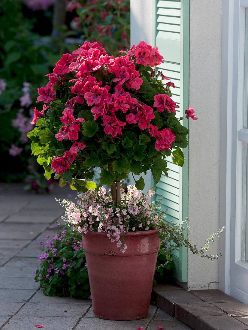 Pelargonium grandiflorum Aristo 'Claret' (geranium), small stem