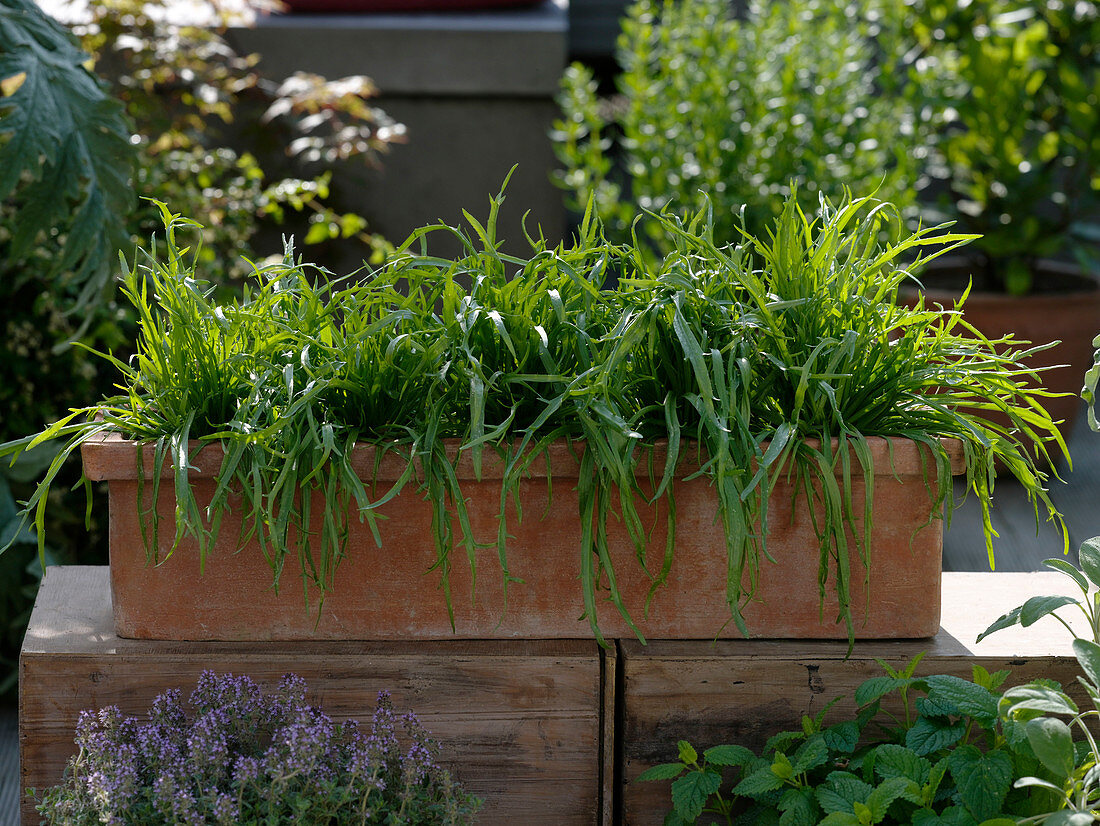 Plantago coronopus (Staghorn plantain) in terracotta box