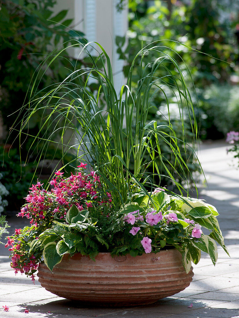 Terracotta bowl for the shade terrace: Spartina (Golden-leaved grass)