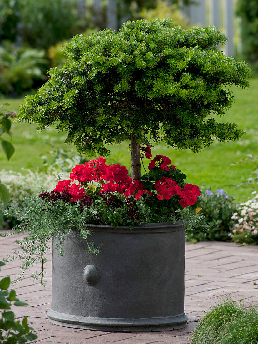 Abies koreana 'Dark Hill' (Korean fir) from the Nasto symphony