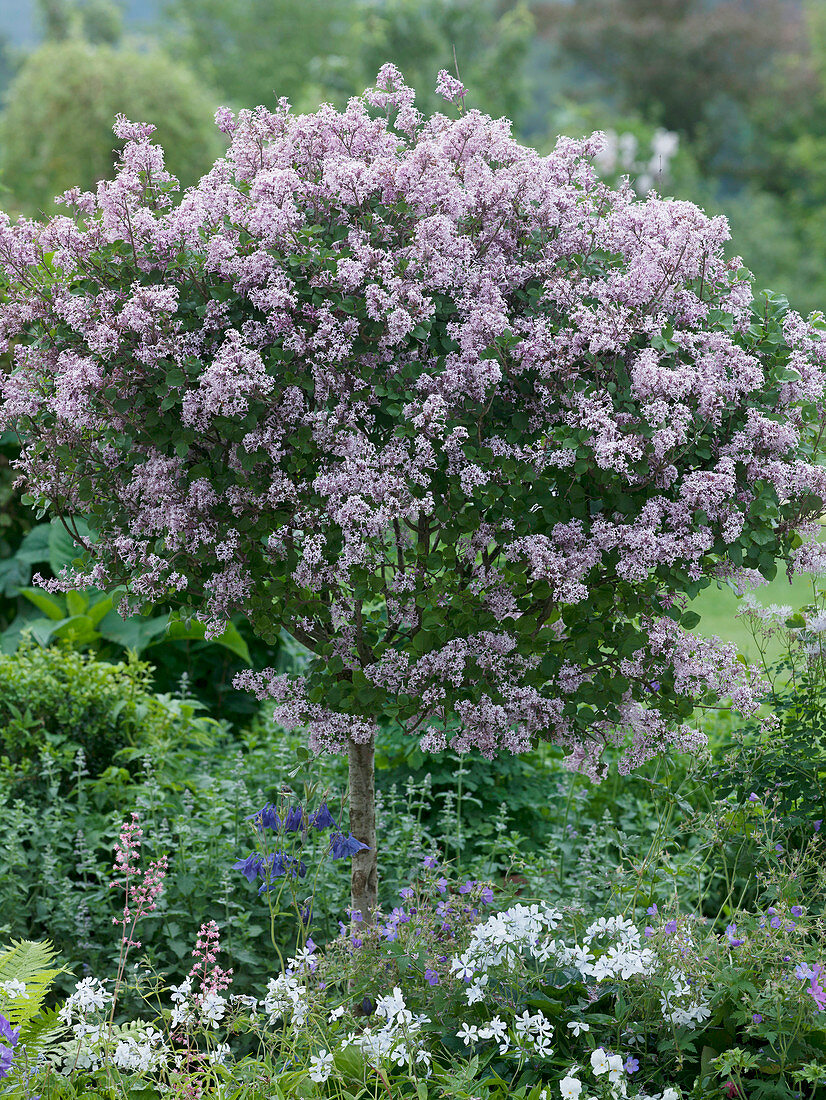 Syringa meyeri 'Palibin' (Zwerg-Flieder)