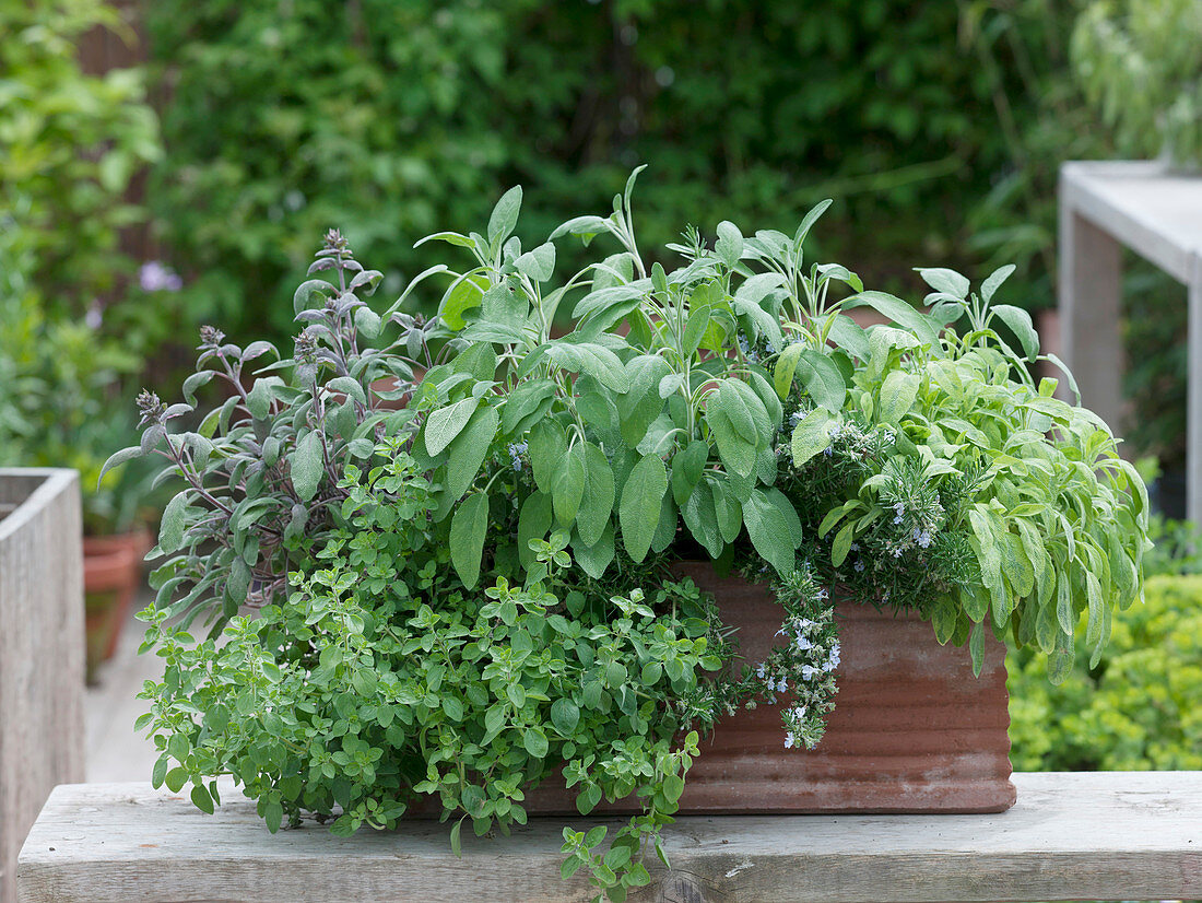 Terracotta - Kasten mit Salvia 'Purpurascens', S. officinalis, S. 'Icterina'