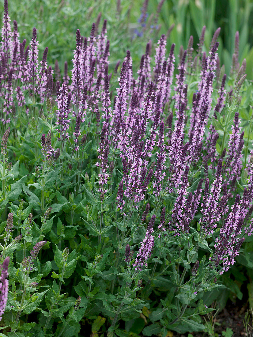 Salvia nemorosa 'Rosewine' (ornamental sage)