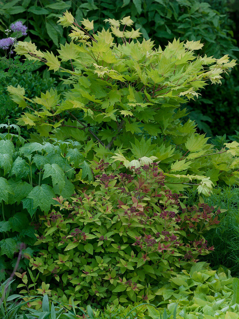 Acer japonicum 'Aureum' (Gold-Ahorn), Spiraea 'Golden Princess'