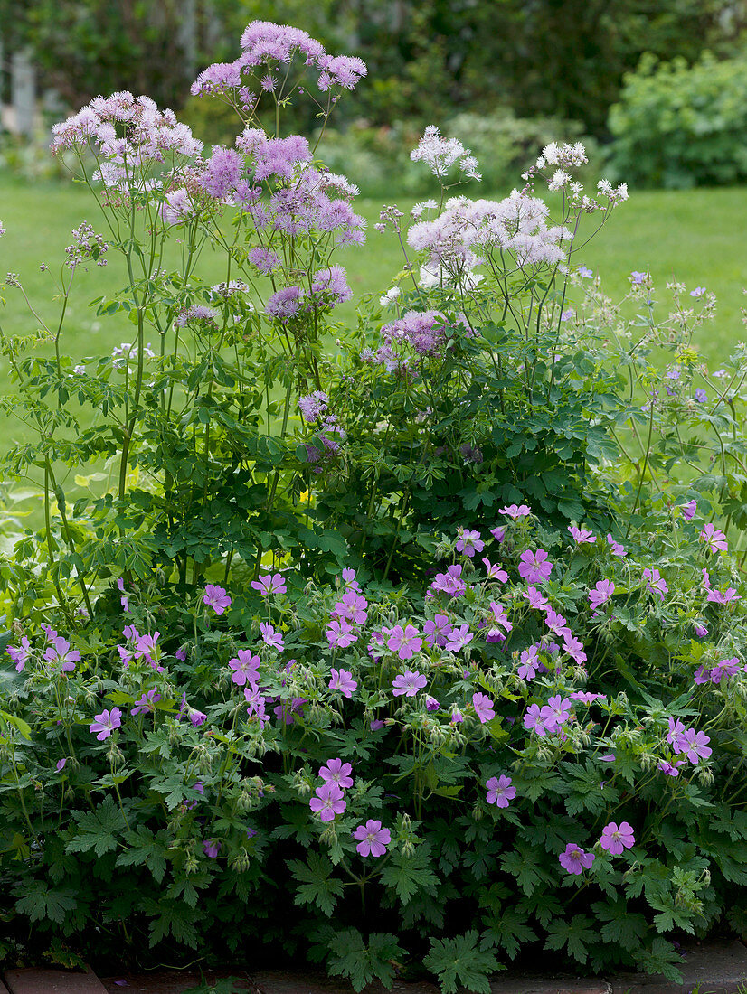 Geranium gracile 'Sirak' (Cranesbill), Thalictrum aquilegifolium