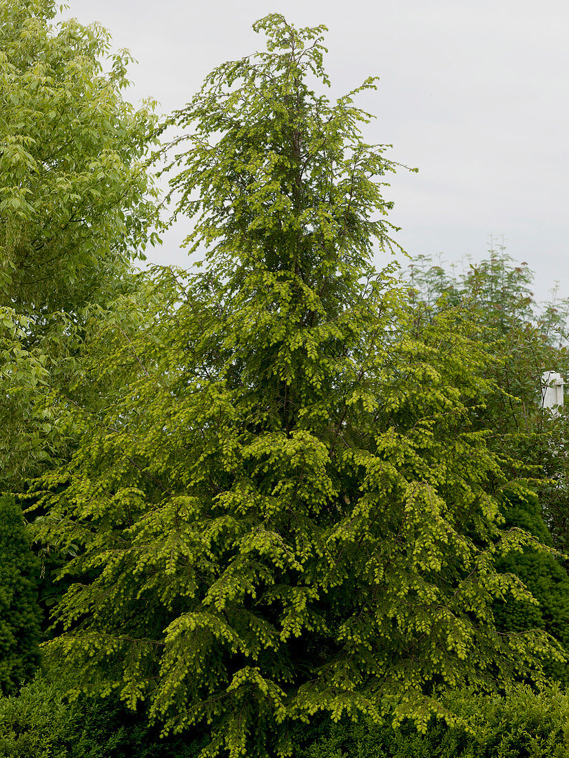 Tsuga canadensis (Hemlock fir) with fresh shoots in spring