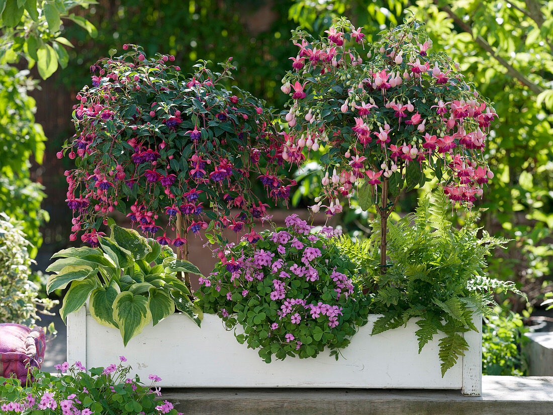 Fuchsia 'Dollar Princess', 'Paula Jane' (Fuchsia)