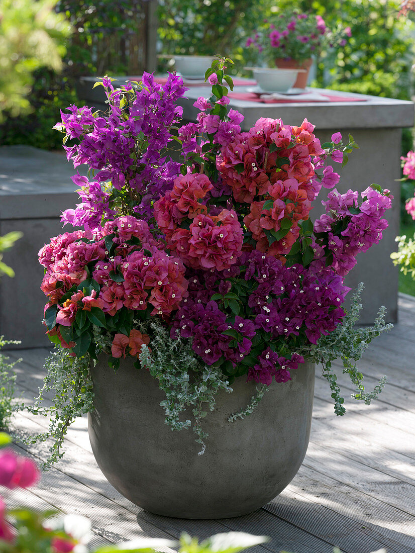 Bougainvillea in purple, lilac, pink and orange, Helichrysum petiolare