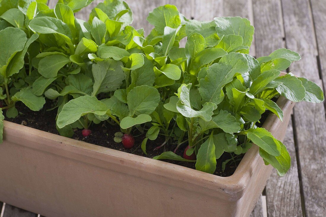 Raphanus (radish) and Eruca sativa (rocket)