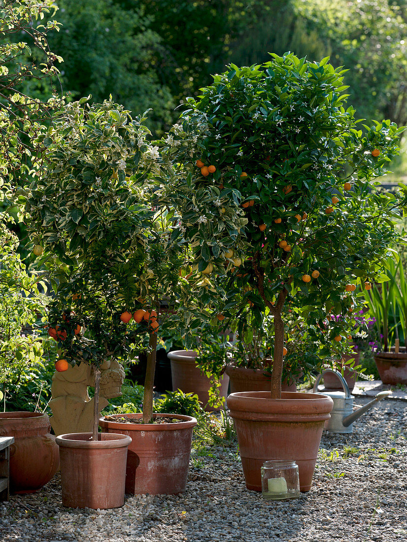 Citrus mitis 'Variegata' (Variegated Calamondine), Citrus myrtifolia