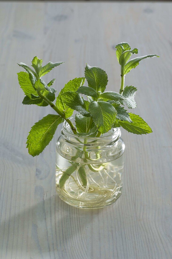 Cuttings of Mentha (peppermint, mint)