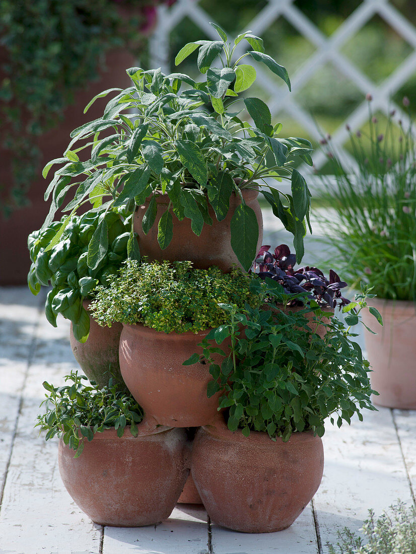 Kräuterturm mit Salvia (Salbei), Ocimum (Rotem und grünem Basilikum)