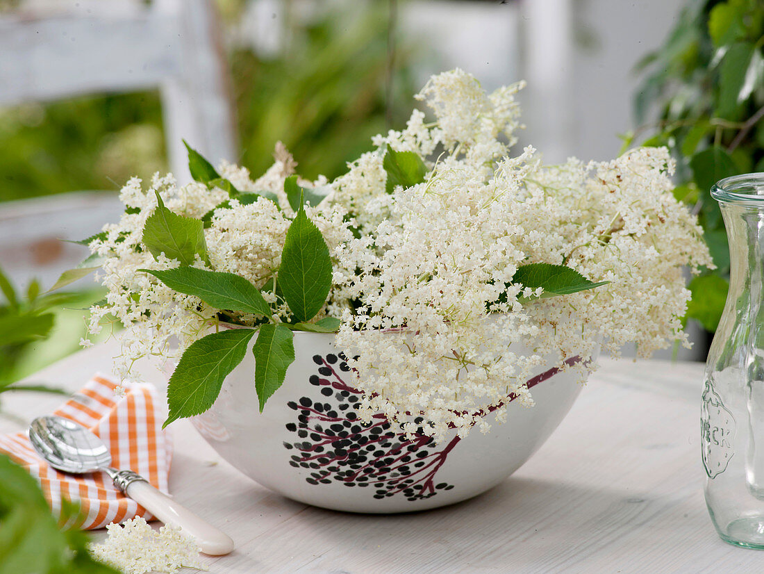 Sambucus nigra flowers in cereal bowl with elderberry decoration