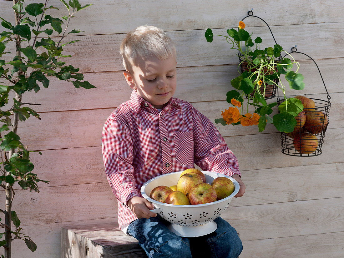 Junge mit einem Küchensieb voll Äpfel 'Cox Orange'