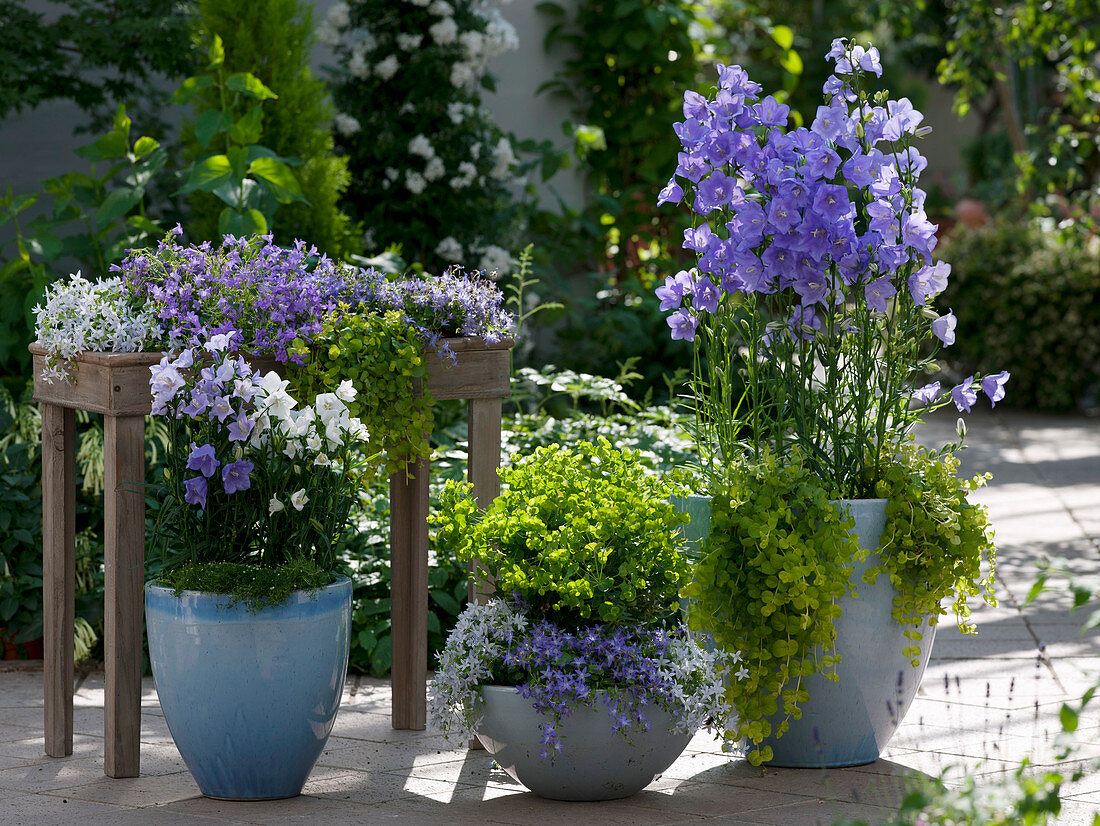 Terrasse mit Glockenblumen