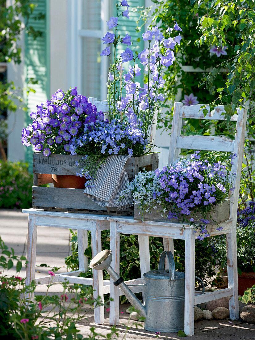 Campanula medium Poem 'Blue', Campanula persicifolia