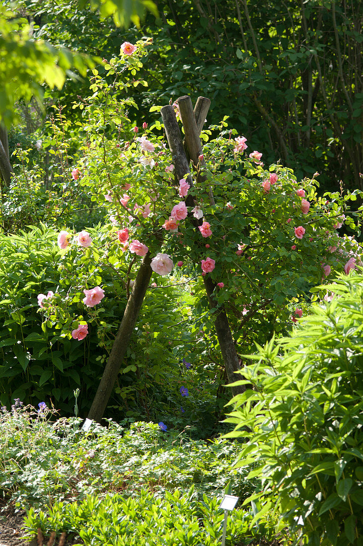 Rosa (rose) climbing on tree planks as a tripod, in the border