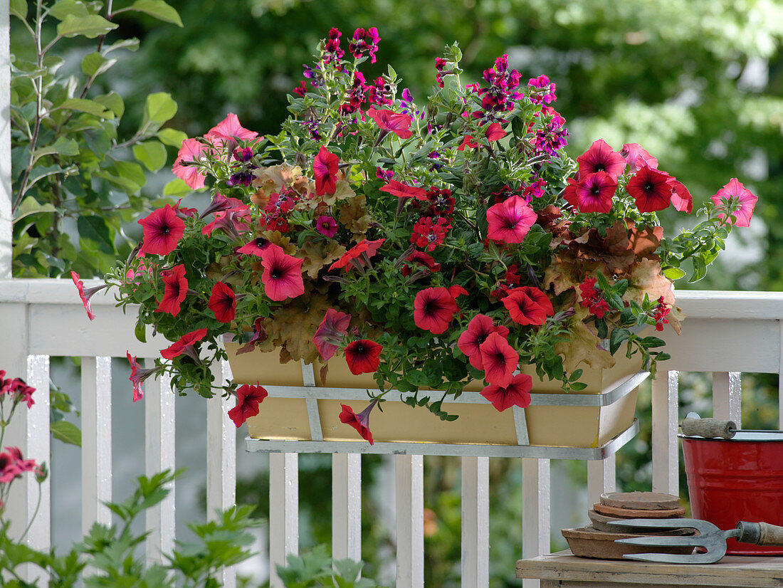 Box with Petunia 'Patio Red' (Petunias), Cuphea llavea Vienco 'Red', 'Purple'