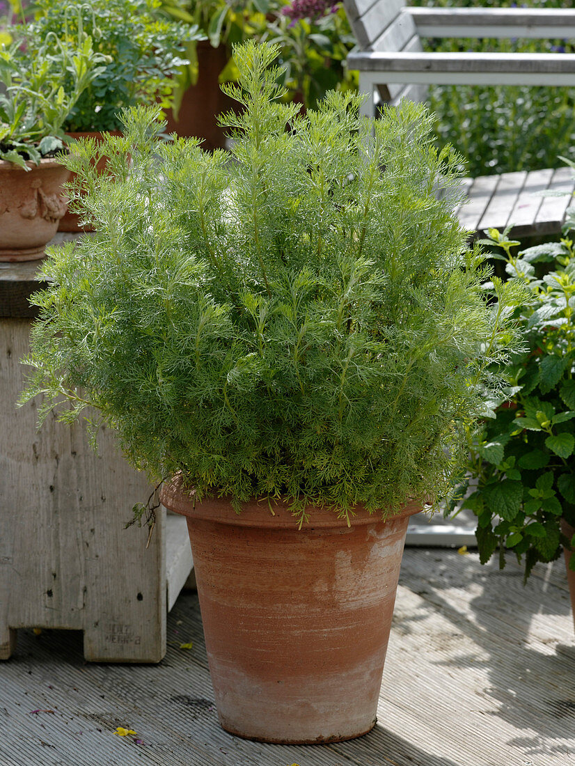 Artemisia abrotanum (Boar's Rue)