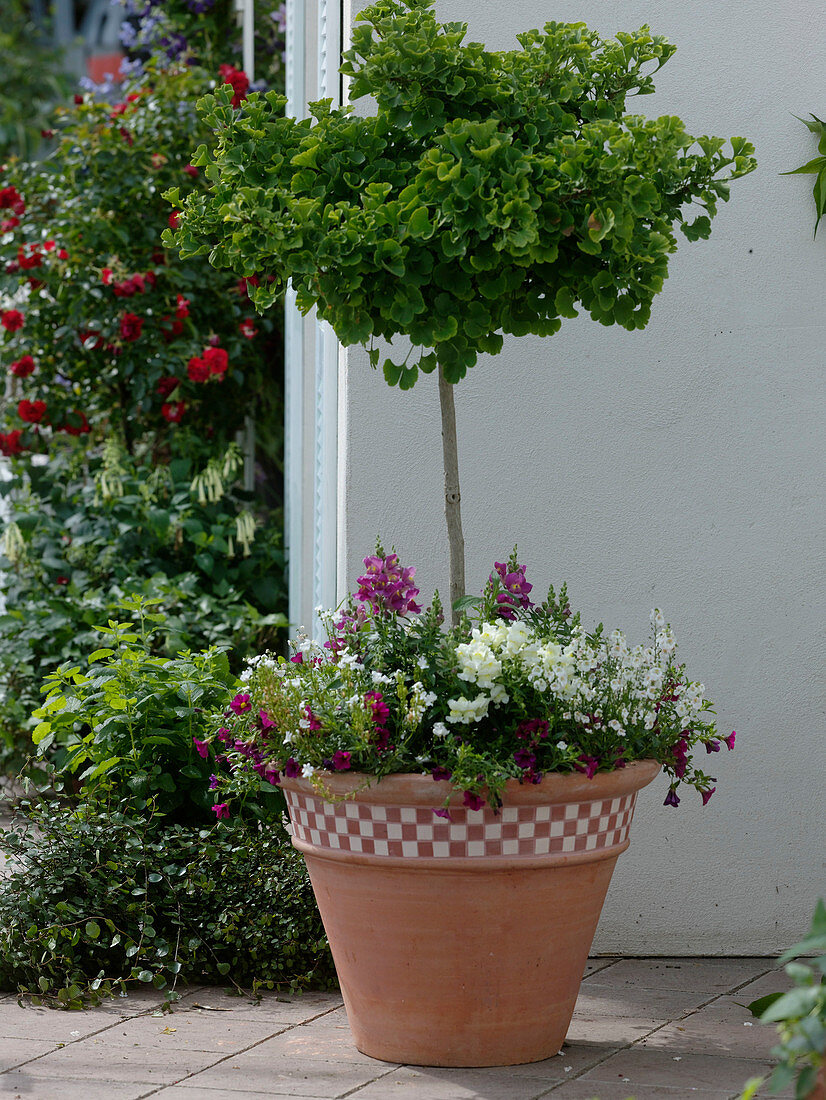 Ginkgo biloba (fanleaf tree) underplanted with Antirrhinum