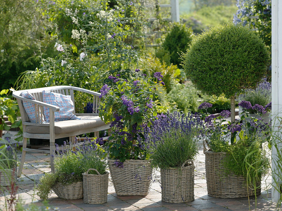 Terrasse mit blau blühenden Duftpflanzen