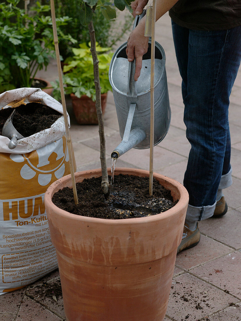 Planting a pear in a terracotta pot (7/8)