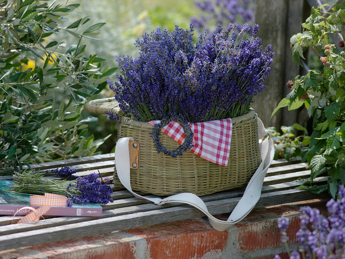 Frisch geernteter Lavandula (Lavendel) in Picknick-Korb