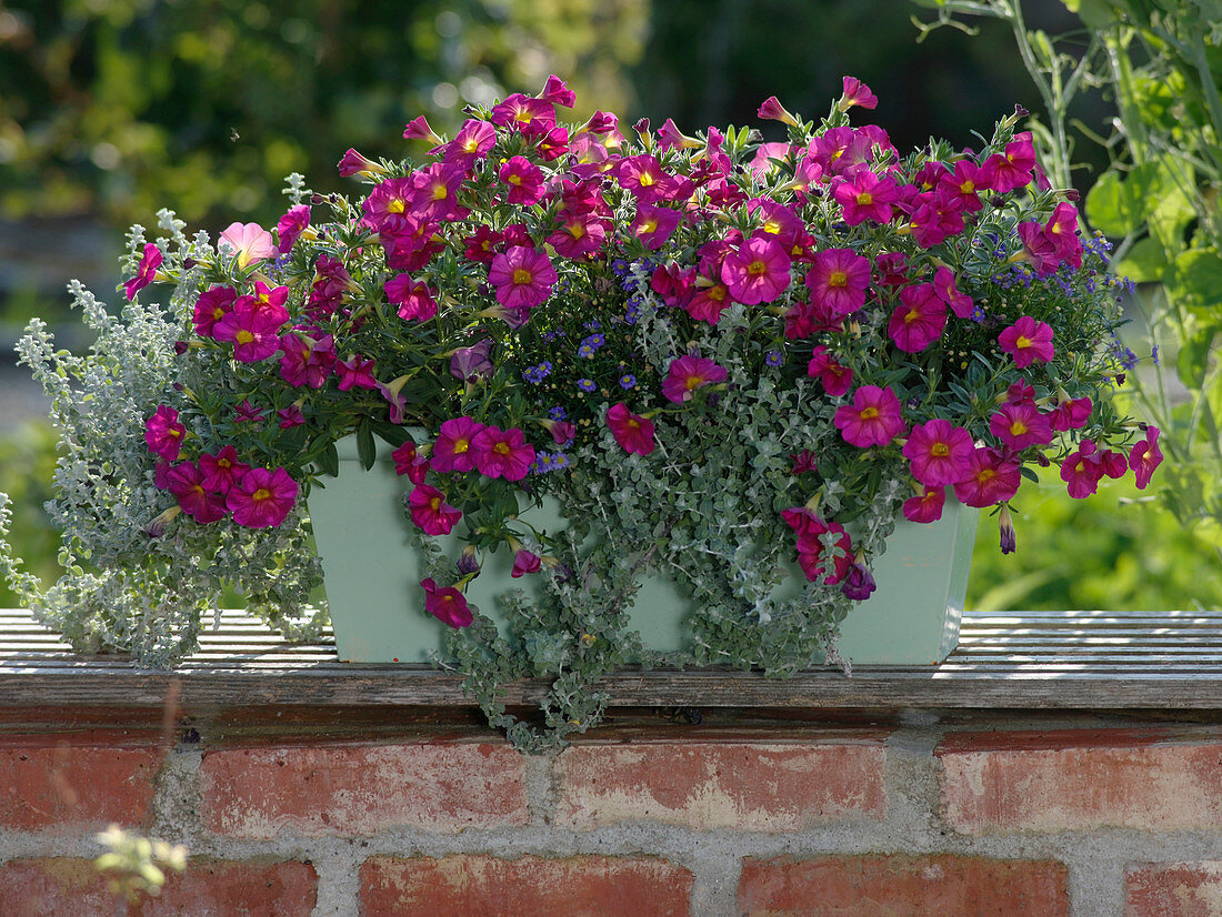 Petunia x calibrachoa Supercal 'Neon Rose' (magic bells), helichrysum