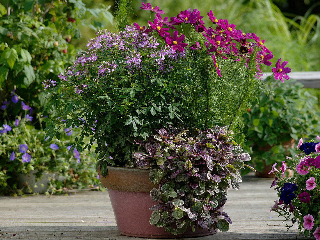 Cleome spinosa 'Senorita Rosalita' (spider plant), Cosmos bipinnatus