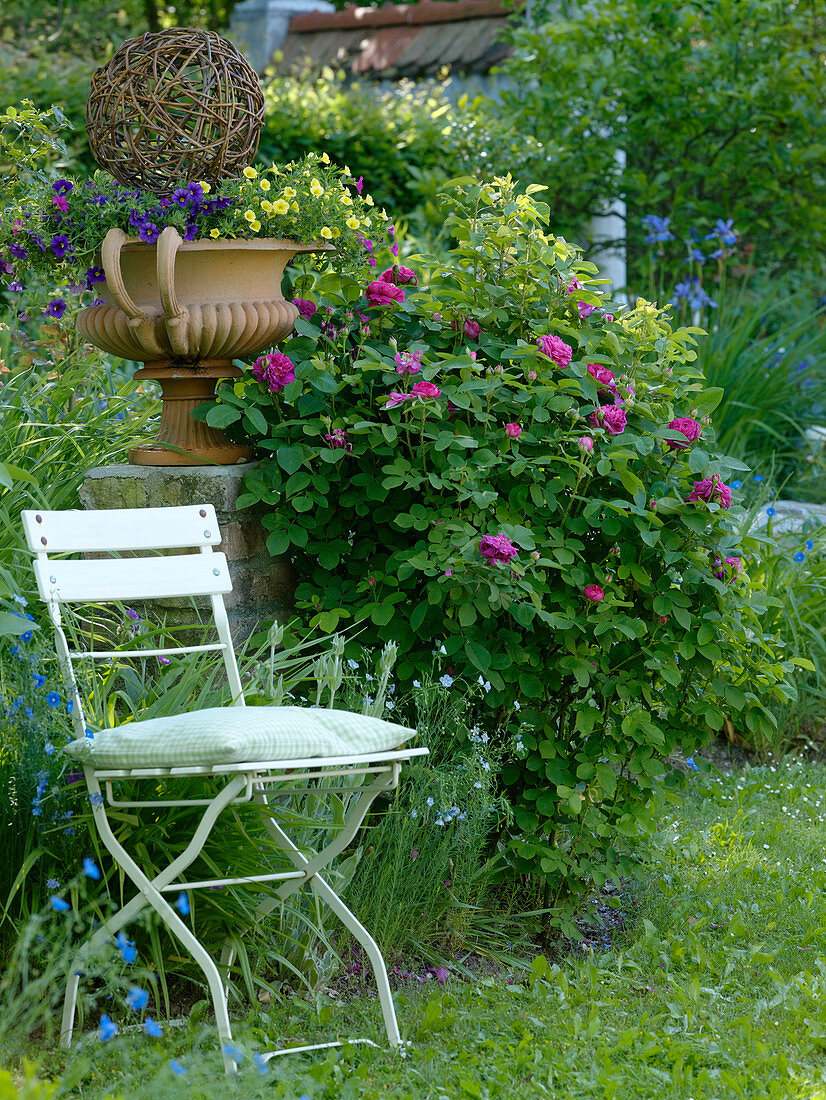 Rosa 'Rose de Resht' (Damascena Rose), Calibrachoa (Magic Bell)