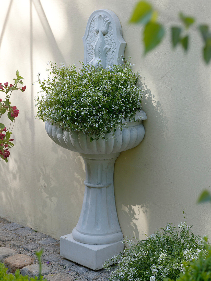 Wall fountain planted with Euphorbia 'Diamond Frost' (Magic Snow)