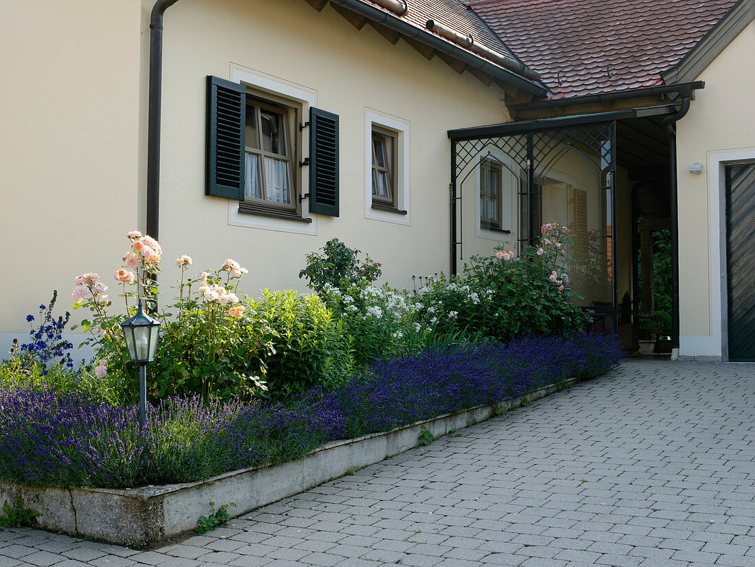 Bed at the house entrance with Lavandula (lavender), Rosa (roses)
