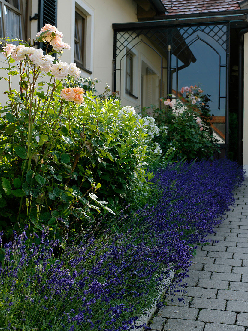 Bed at the house entrance with Lavandula (lavender), Rosa (roses)