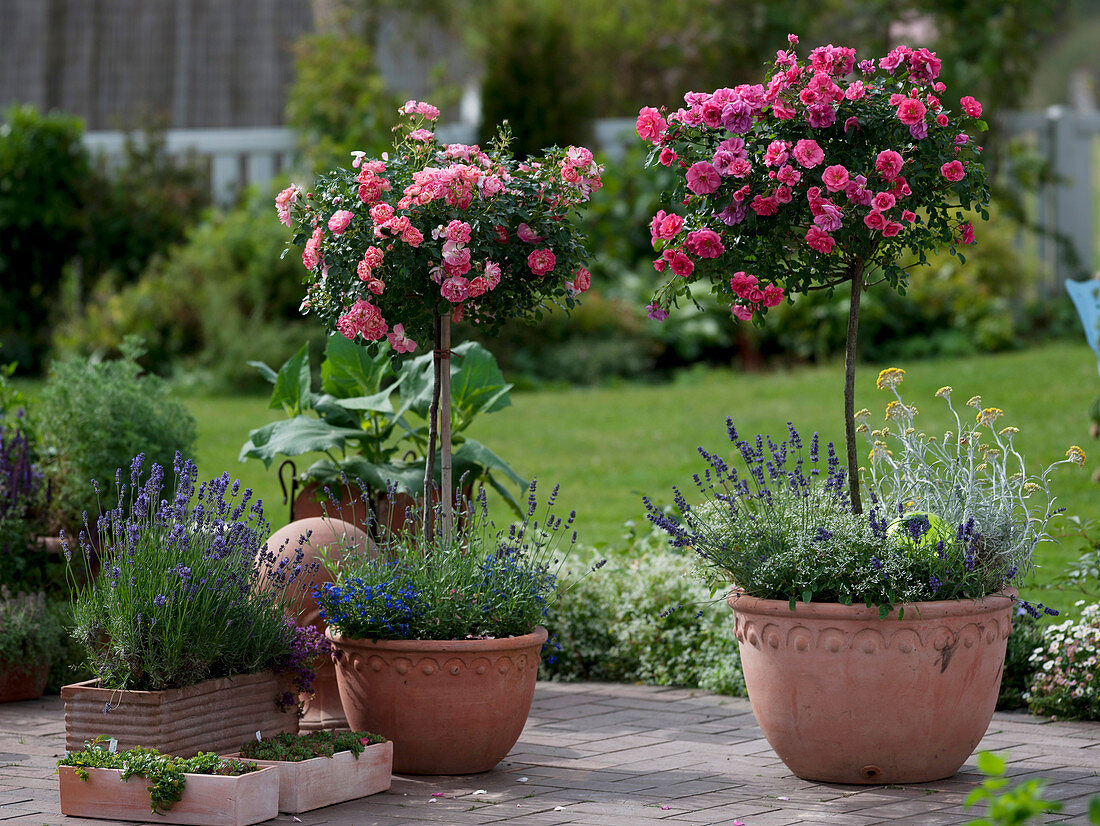 Rose 'Charming', Miniature Rose, slightly fragrant and 'Medley Pink'