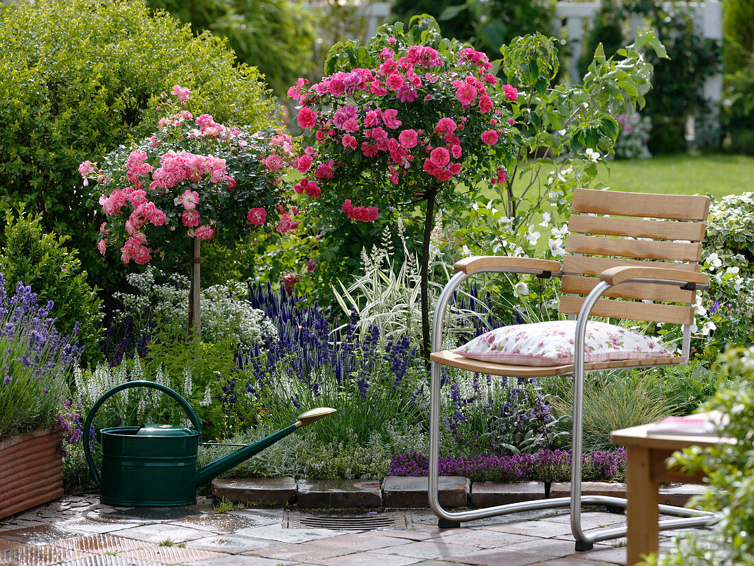 Rose 'Charming', Miniature Rose, slightly fragrant and 'Medley Pink'