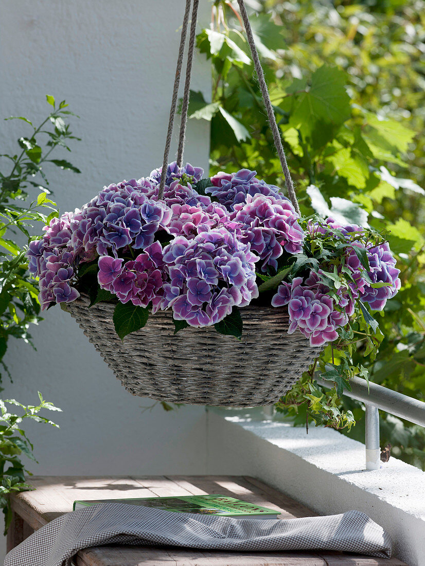 Hydrangea macrophylla 'Bavaria', new bicoloured variety