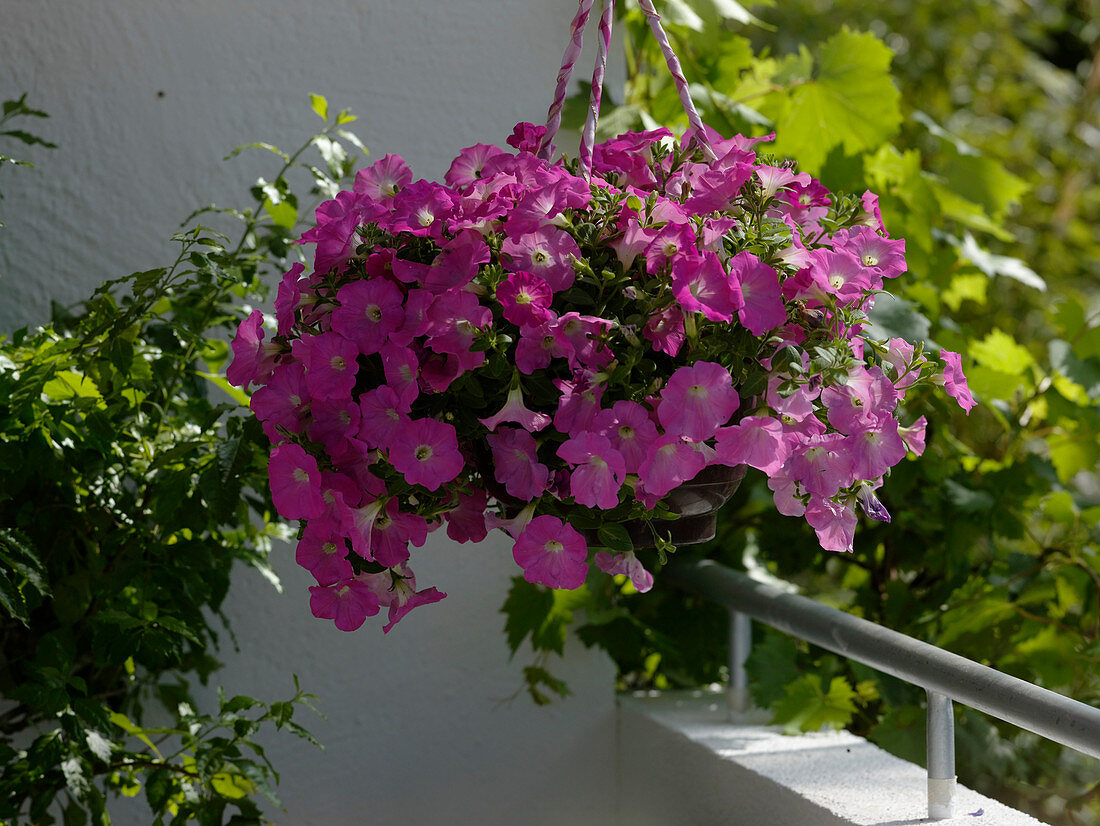 Petunia Conchita 'Pink Panther' (Petunia) as a hanging basket