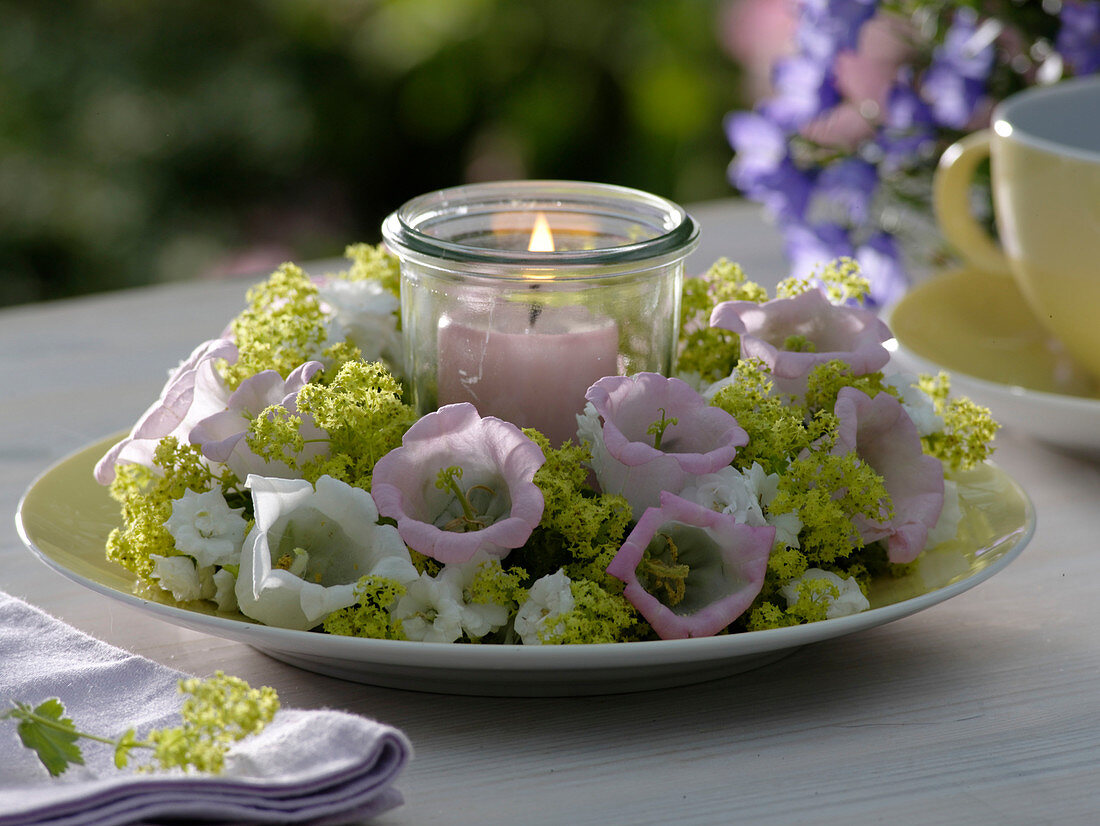 Plate wreath of Bellflower 'Rosea' 'Alba'