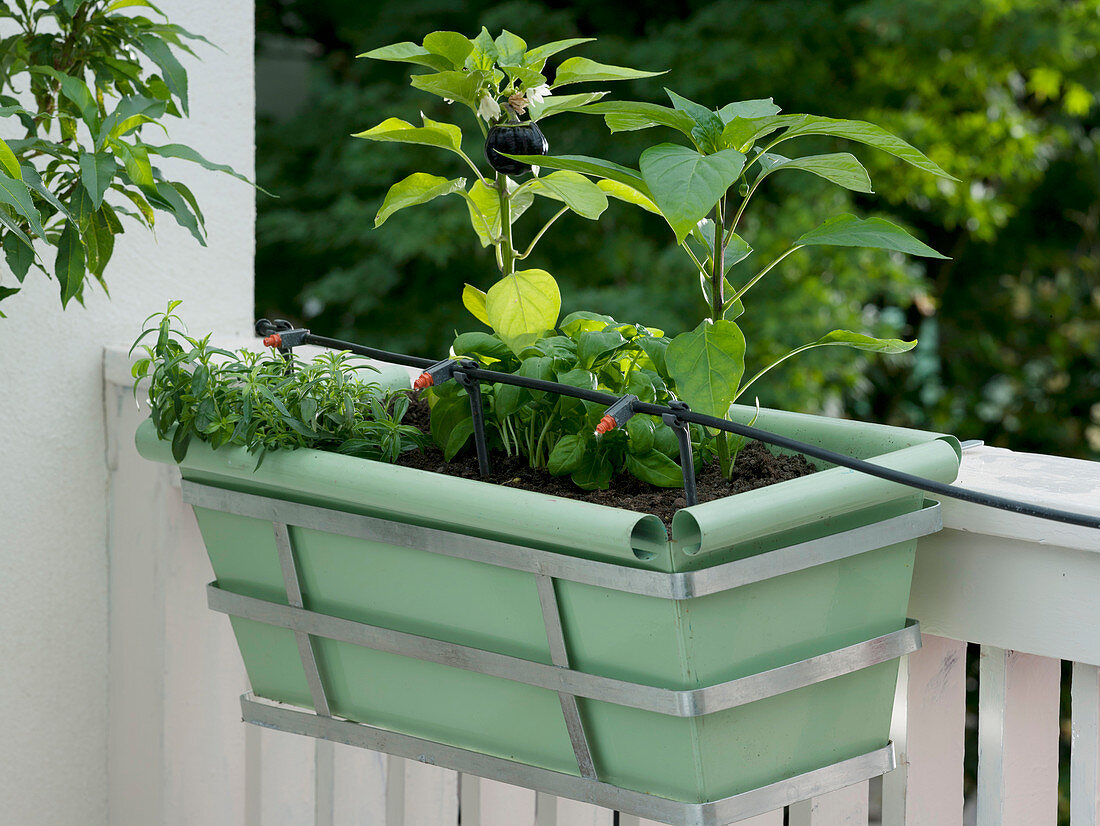 Balcony box with drip irrigation