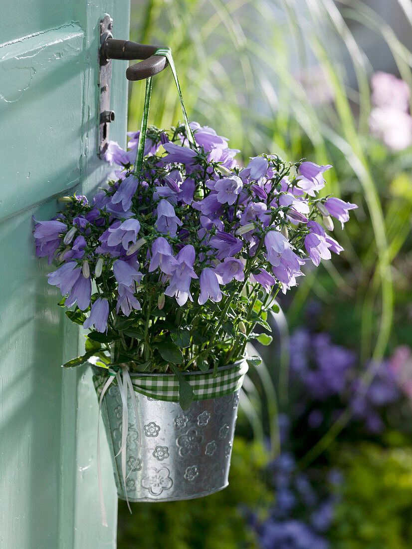 Campanula (bellflower) in small tin bucket hung from door handle
