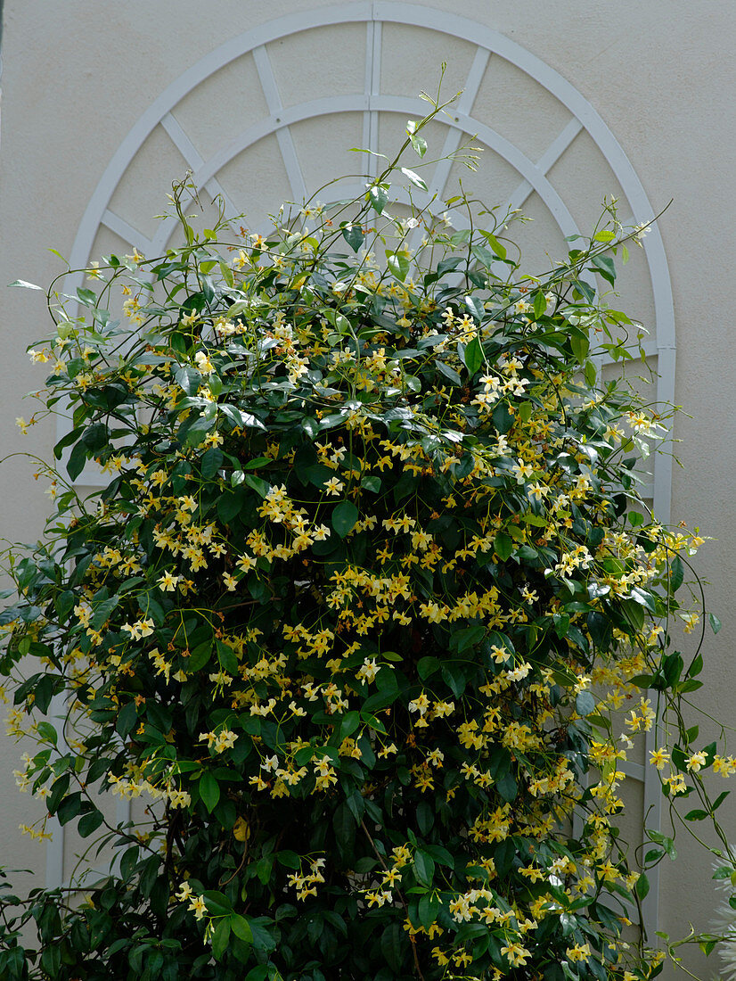 Trachelospermum asiaticum (star jasmine)