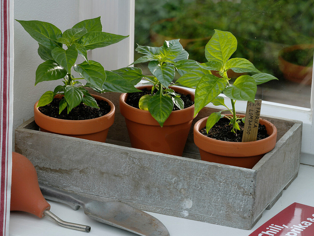 Growing peppers on the windowsill (3/3)