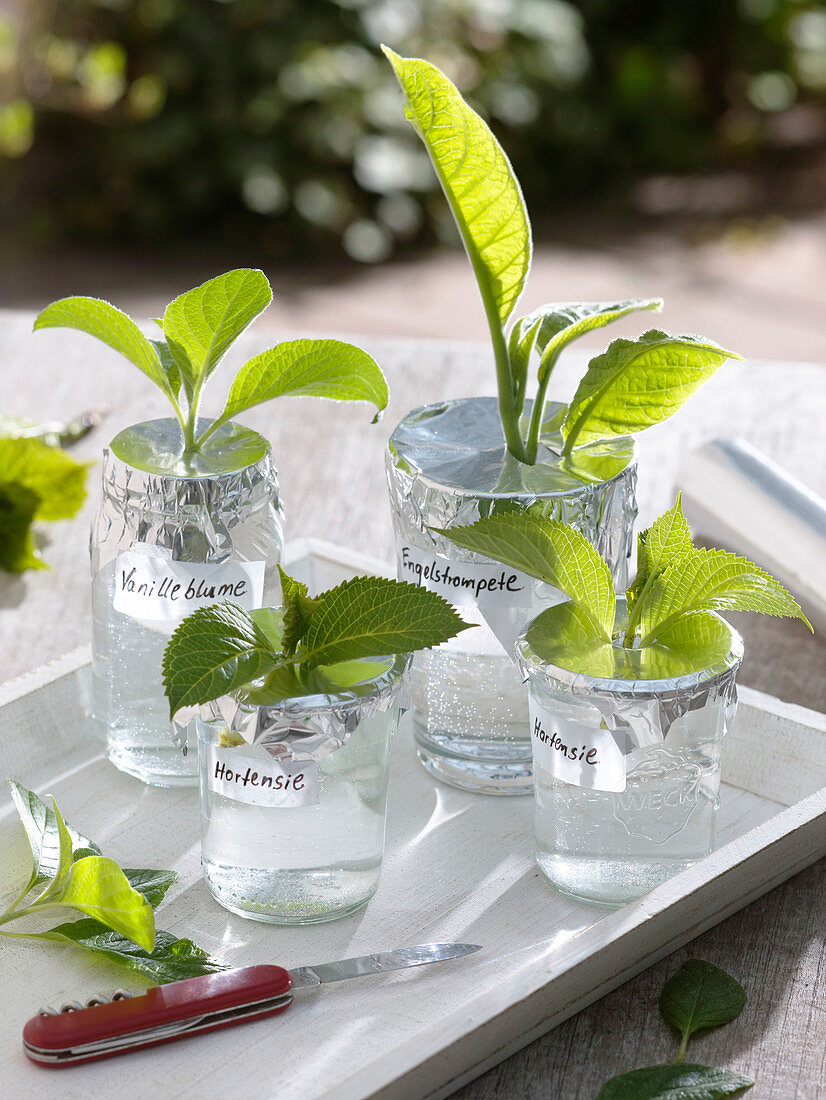 Grow cuttings in water