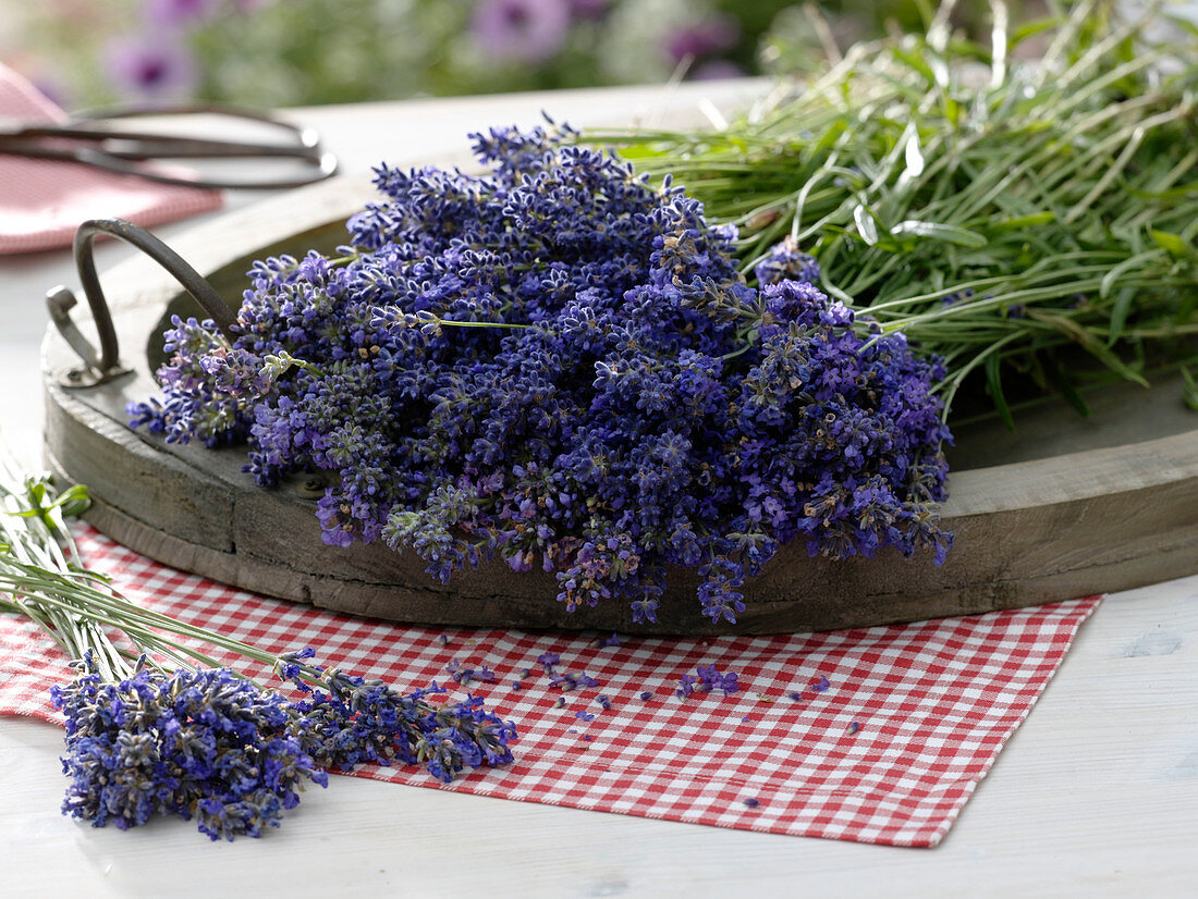 Freshly harvested Lavandula (lavender) on wooden tray