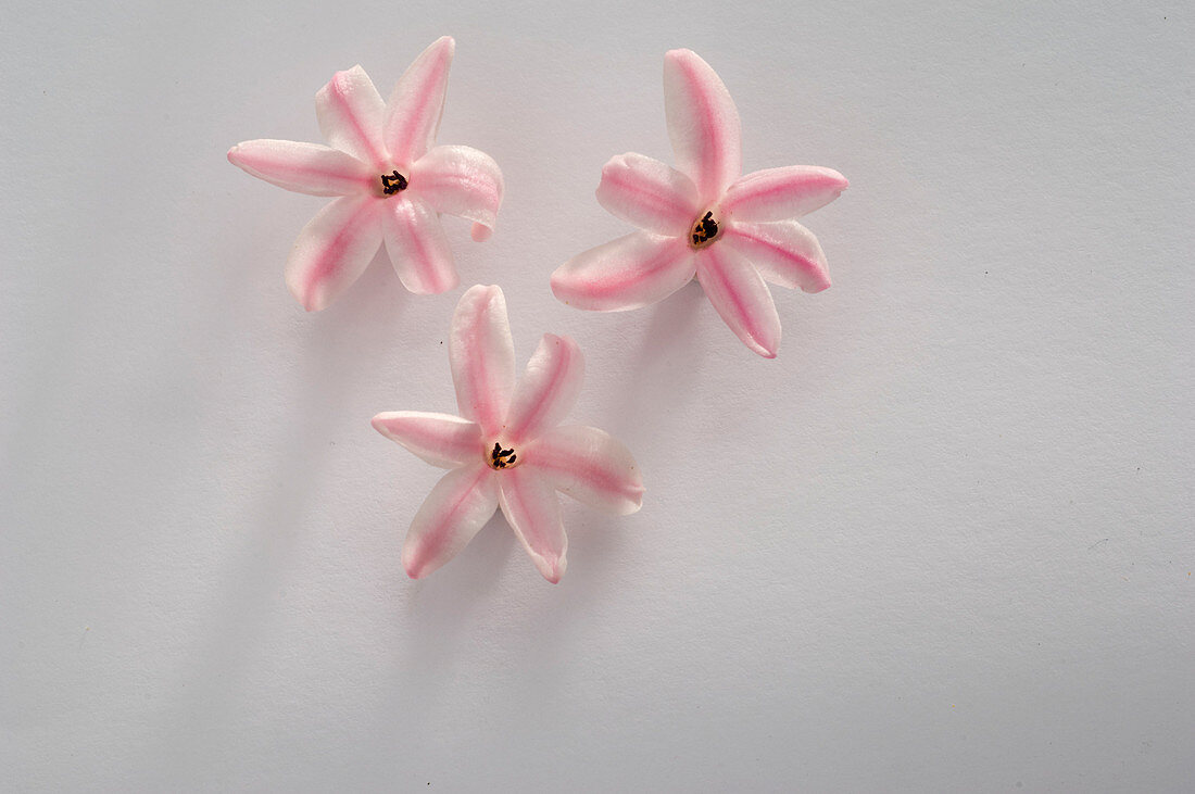 Hyacinthus orientalis (Hyacinths), single flowers laid down