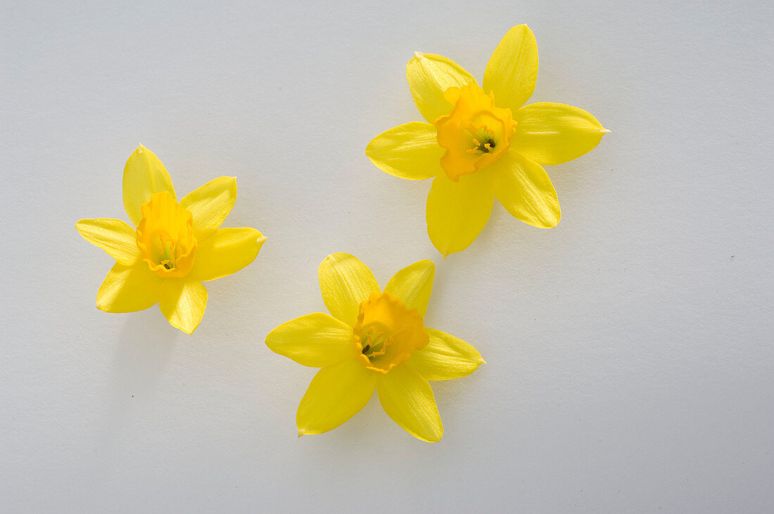 Narcissus 'Tete a Tete' (Narzissen)