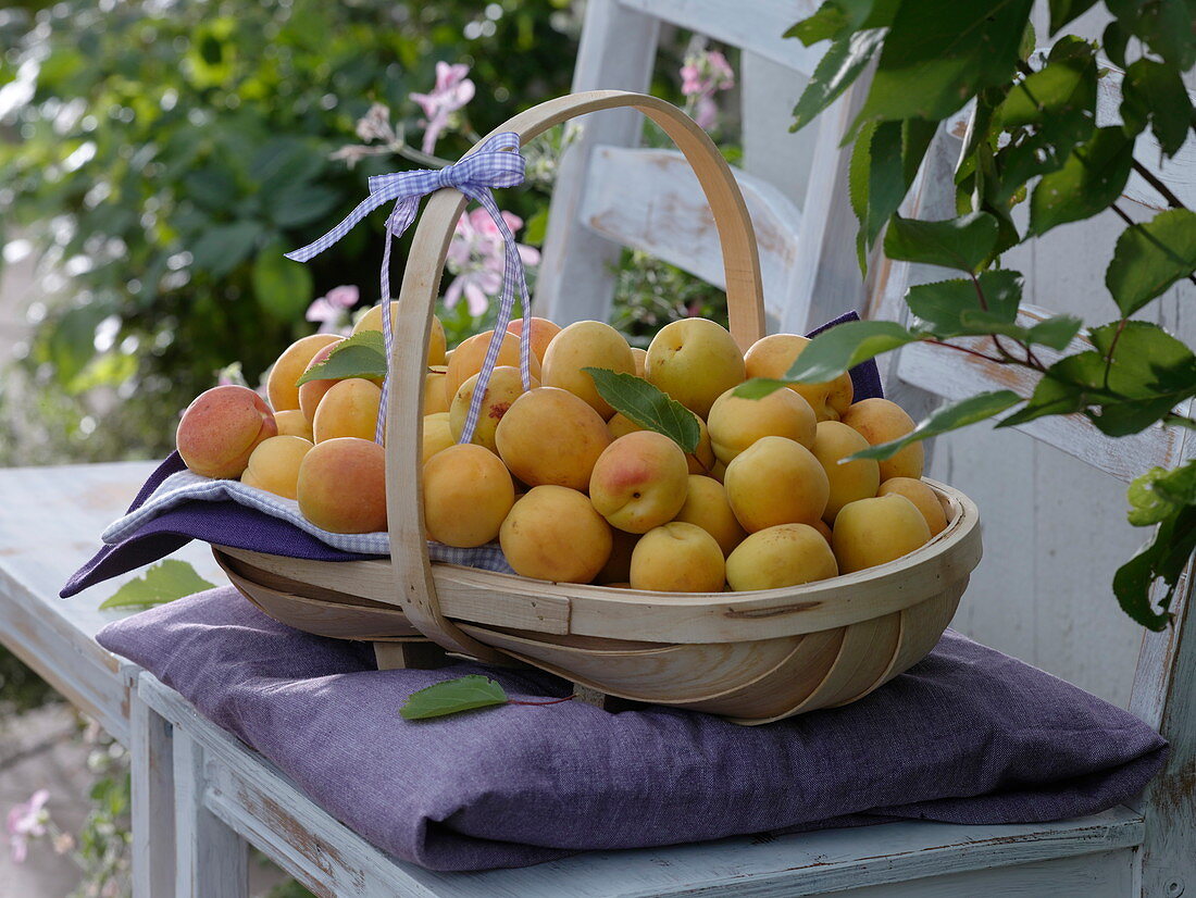 Apricots 'Hungarian Best' freshly harvested in a chip basket