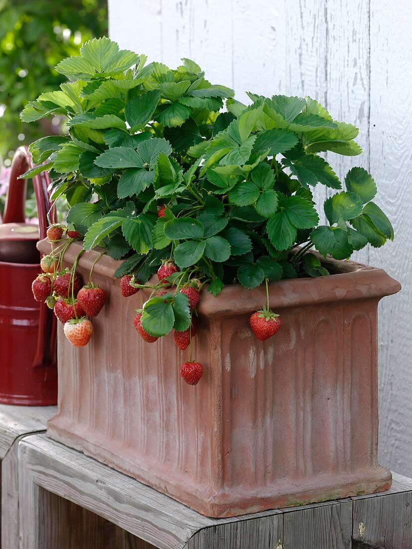 Fragaria x ananassa (strawberries) in terracotta tubs
