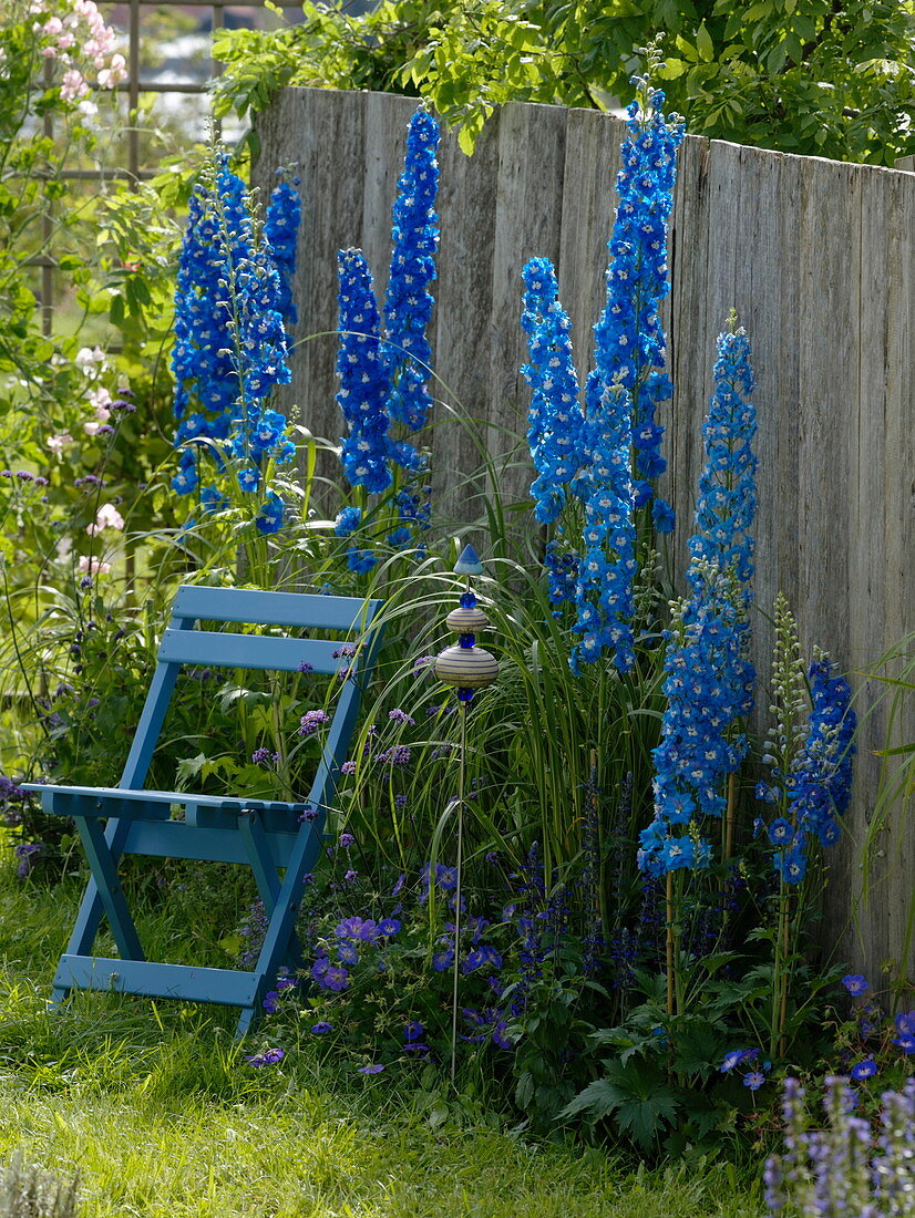 Delphinium elatum 'Royal Aspirations' (Rittersporn), Geranium 'Rozanne'